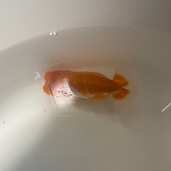 らんちゅうの画像