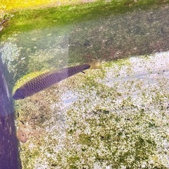 ヒドジョウ1匹、プラティ4匹、グッピー約10匹、シルバーフライングフォックスの画像