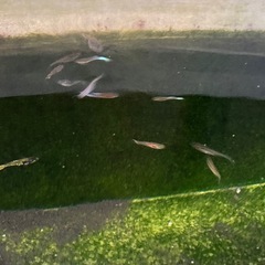 ヒドジョウ1匹、プラティ4匹、グッピー約10匹、シルバーフライングフォックスの画像