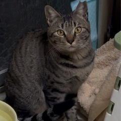 可愛いキジトラ5ヶ月女の子