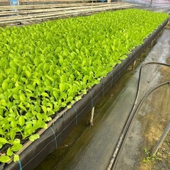 白菜の苗128穴
の画像