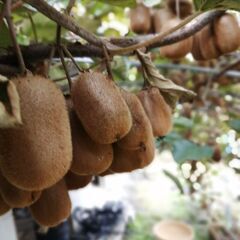 あとわずか！今年最終につき熟したキウイ無料の画像