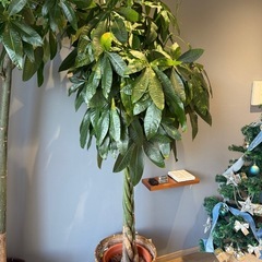 観葉植物の画像