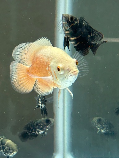 熱帯魚販売
