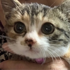 今年最後の3か月仔猫茶を、ララちゃんと8か月おっとりジュンちゃん