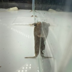 トビハゼ　汽水魚の画像