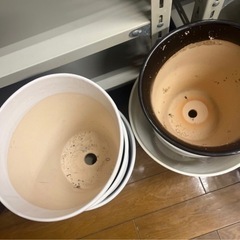 胡蝶蘭用 鉢カバー・鉢植え まとめてお譲りしますの画像