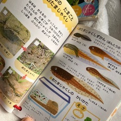 さんぽずかん　図鑑　春　夏　秋　冬の画像