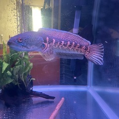 バイオレットスネークヘッドの画像