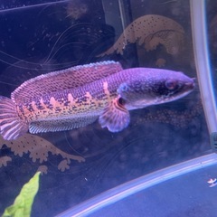 バイオレットスネークヘッドの画像