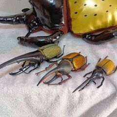 ヘラクレスカブトムシ　特大ぬいぐるみ＆フィギュア３体セットの画像