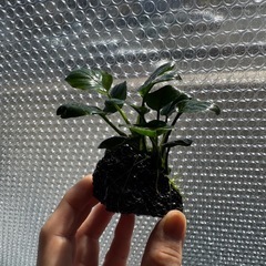 アヌビアスナナ　コインリーフ　溶岩石巻きの画像