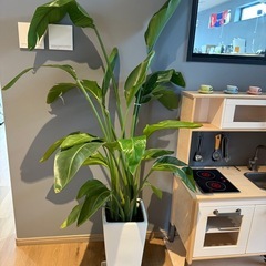 観葉植物の画像