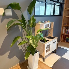 観葉植物の画像