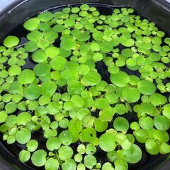 【無農薬・水草・浮草】ドワーフアマゾンフロッグピット🌿／メダカ・熱帯魚・シュリンプにおすすめ！の画像