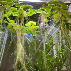 【無農薬・水草・浮草】ドワーフアマゾンフロッグピット🌿／メダカ・熱帯魚・シュリンプにおすすめ！の画像