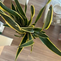 サンセベリア   サンスベリア の画像