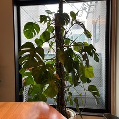 モンステラの葉の画像