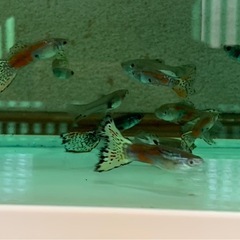 グッピーMIXの画像