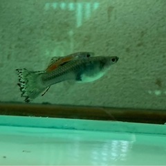 グッピーMIXの画像