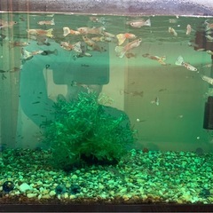 グッピーMIXの画像