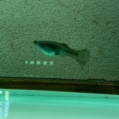 グッピーMIXの画像