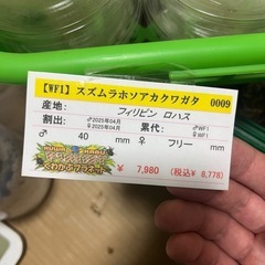 スズムラホソアカクワガタ　ペアの画像