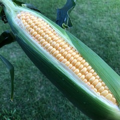 【伊予市】農業お手伝いさん募集の画像