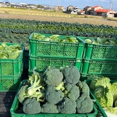 【伊予市】農業お手伝いさん募集の画像