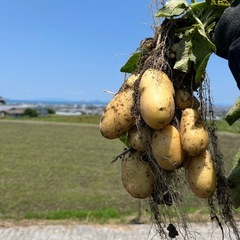 【伊予市】農業お手伝いさん募集の画像