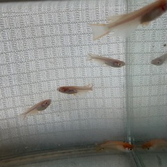 楊貴妃アルビノ　メダカ
の画像