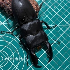 スラウェシヒラタクワガタ　ペアの画像