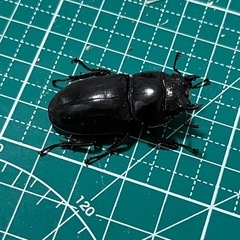 スラウェシヒラタクワガタ　ペアの画像