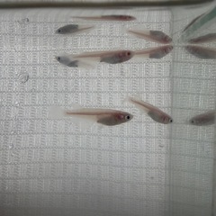 龍の瞳　アルビノメダカ9匹
の画像