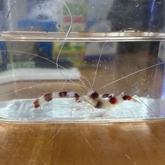 【人気種☆】オトヒメエビの画像