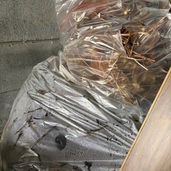 朝顔のつると種の画像