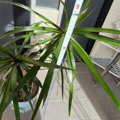 観葉植物　ドラセナ　コンシンネ　枝曲がり　鉢付の画像