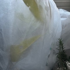 プルメリア  ホワイトの画像