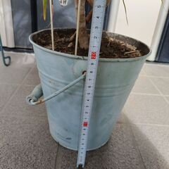 観葉植物　ドラセナ　コンシンネ　枝曲がり　鉢付の画像