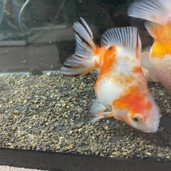 だるま琉金　13〜14㎝の画像