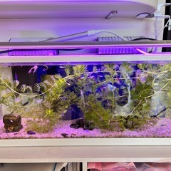 水槽　LEDライトの画像