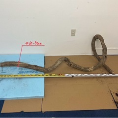 藤蔓フジヅルセットの画像