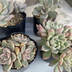 福袋‼️無人販売所の画像