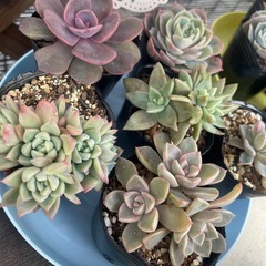 福袋‼️無人販売所の画像