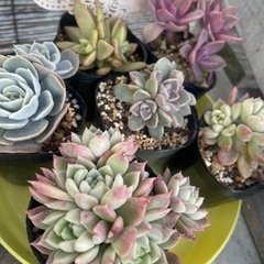 福袋‼️無人販売所の画像