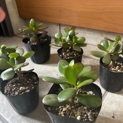 ☆多肉植物 ☆ミニ観葉☆金のなる木☆1苗☆縁起物☆金運UP！☆の画像