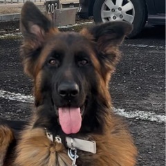 ジャーマンシェパード