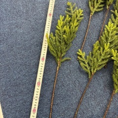 フェイクグリーンリーフの画像