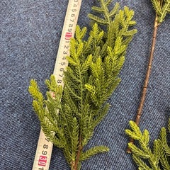 フェイクグリーンリーフの画像