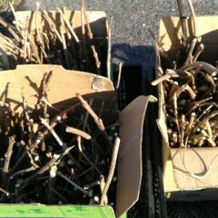 薪　垣根を伐採した枝です(2025/12/26)の画像